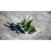 Travertine Paver Premium Silver Tumbled 610x406x30mm